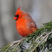 What Makes A Homepage Brilliant!